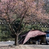 vlog【車中泊キャンプ】河津桜の木の下でじゃがいも料理を楽しむ。in 青野原オートキャンプ場